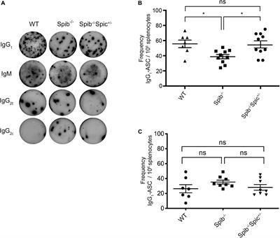 Opposing Roles for the Related ETS-Family Transcription Factors Spi-B and Spi-C in Regulating B Cell Differentiation and Function